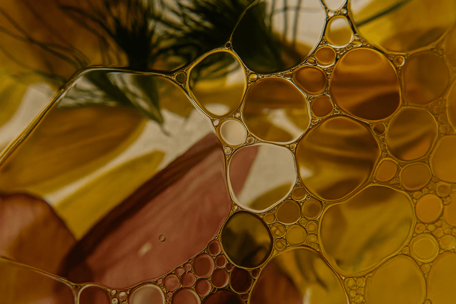 Why Balancing Omega-6 and Omega-3 Fats Matters